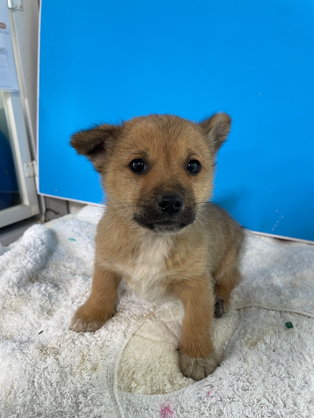 보호중 믹스견의 가…